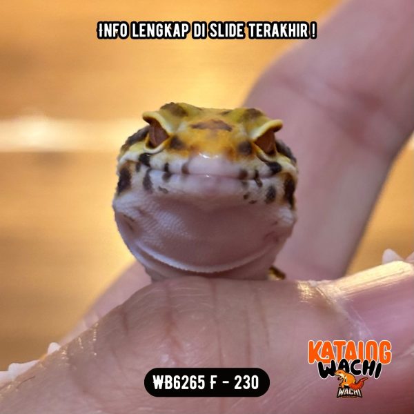 WB6265 F | Jalan Tol Versi Ungu 🧡💛💜