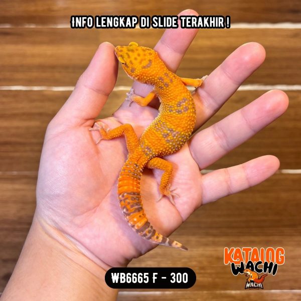 WB6665 F | Jeruk Cakep 🍊🔥
