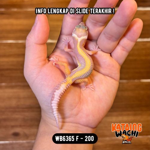 WB6365 F | Jalan Tol Versi Albino 🩷💛