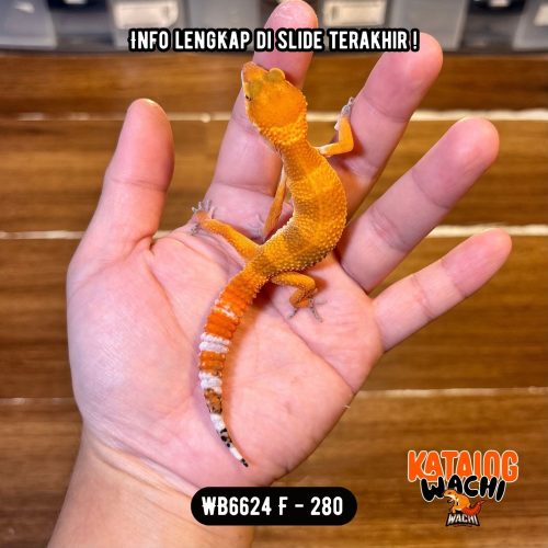 WB6624 F | Es Jeruk Cakep 🍊🥵