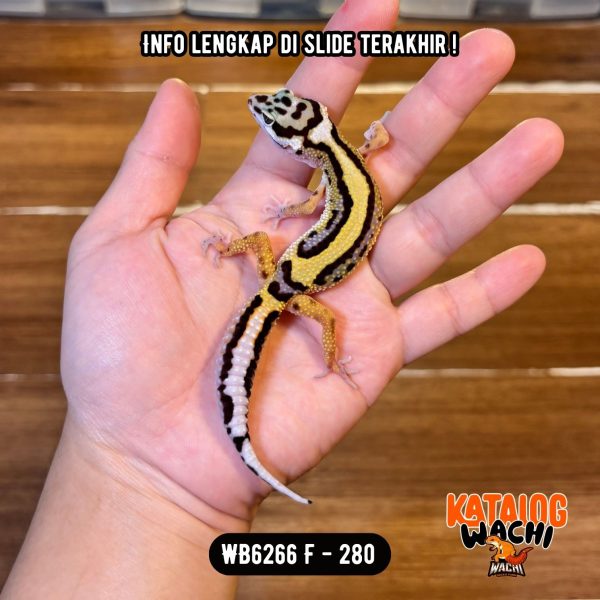 WB6266 F | Jalan Tol Cakep 🖤💛