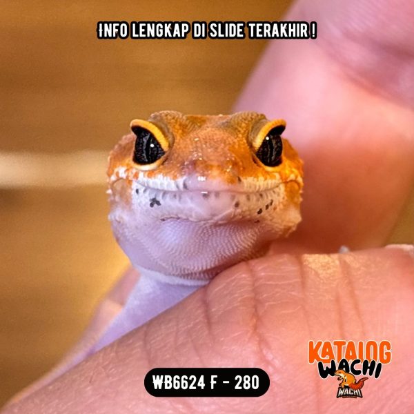 WB6624 F | Es Jeruk Cakep 🍊🥵