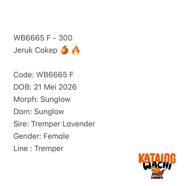 WB6665 F | Jeruk Cakep 🍊🔥