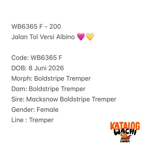 WB6365 F | Jalan Tol Versi Albino 🩷💛