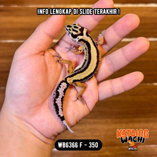 WB6366 F | Jalan Tol Cakep 🖤💛✨