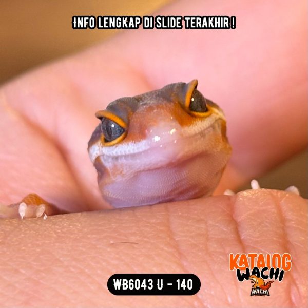 WB6043 U