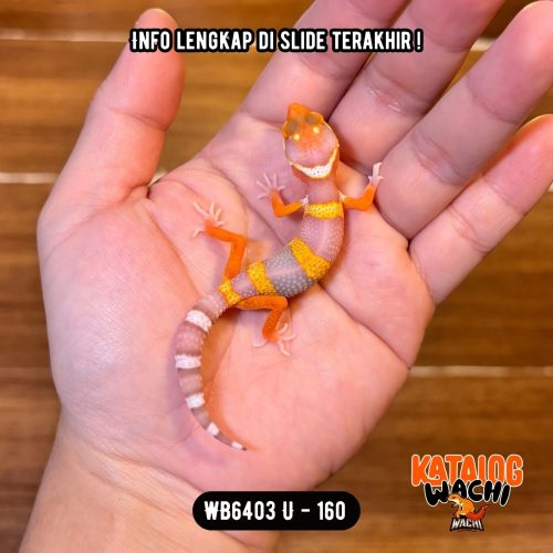 WB6403 U | Menyala Sejak Dini 🔥