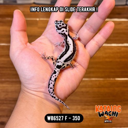 WB6527 F | Cakep Banget 🖤🤍