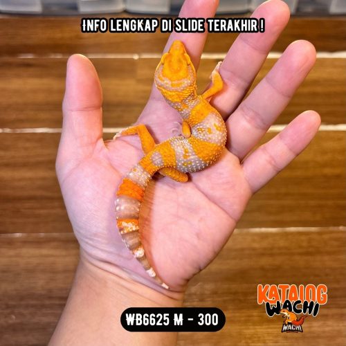 WB6625 M | Jeruk Ciamik 🧡🤍