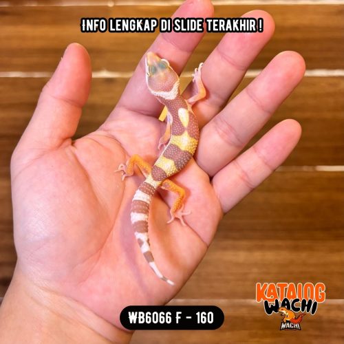 WB6066 F