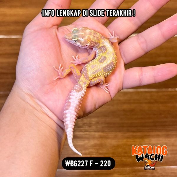 WB6227 F | Warna Soft Banget 🕊️🌼
