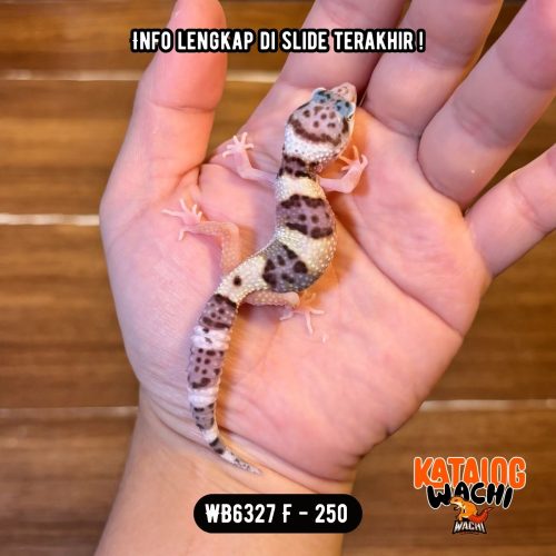 82 WB6327 F | Cookies N' Cream π€π€