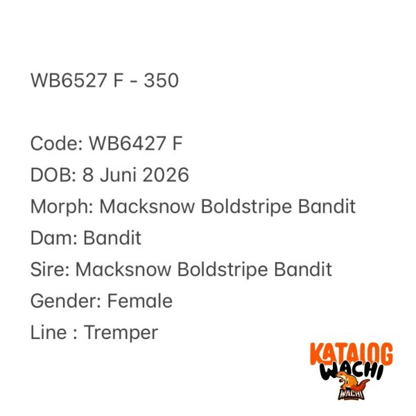 WB6527 F | Cakep Banget 🖤🤍