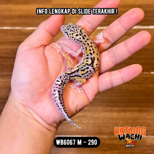 WB6067 M | Senyum2 Versi Murmer 😁 Mata Hitam ⚫️👅⚫️