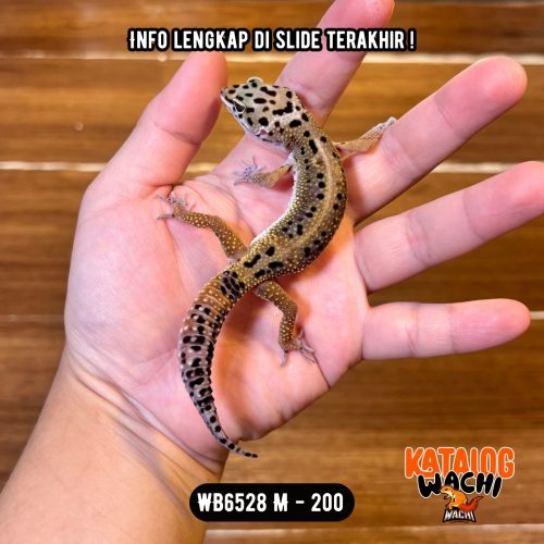 WB6528 M | Jeruk Tapi Ireng 🌚🍊