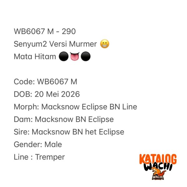 WB6067 M | Senyum2 Versi Murmer 😁 Mata Hitam ⚫️👅⚫️