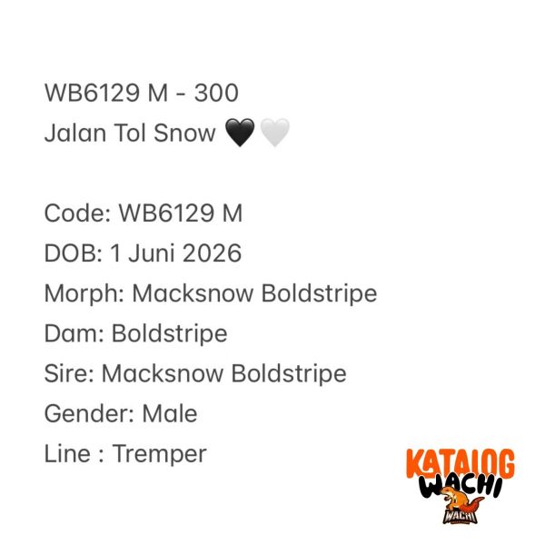 WB6129 M | Jalan Tol Snow 🖤🤍