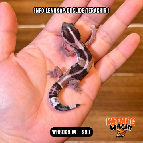 WB6069 M | Spesial, Gecko Kontet 🤎🤍
