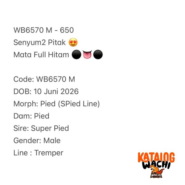 WB6570 M | Senyum2 Pitak 😍 Mata Full Hitam ⚫️👅⚫️