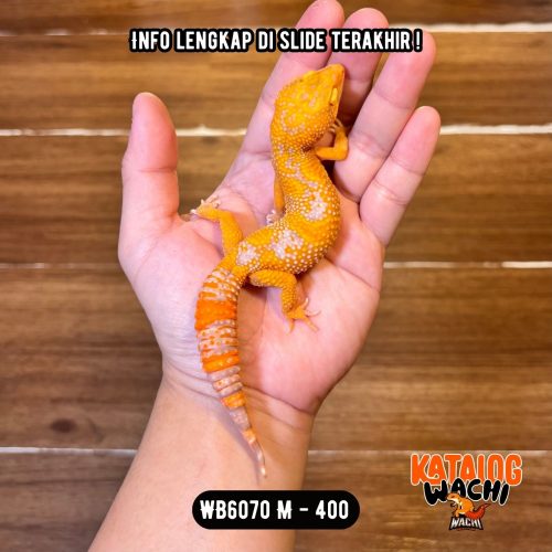 WB6070 M | Jeruk Cakep 🔥