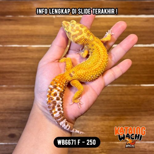 WB6671 F | GENDUTTT 🤯