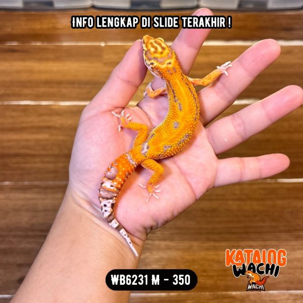 WB6231 M | Menyala-Nyala 🔥🔥🔥