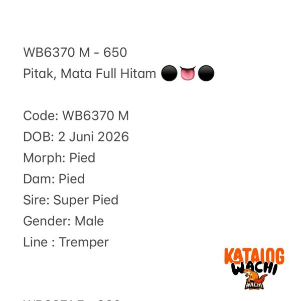 WB6370 M | Pitak, Mata Full Hitam ⚫️👅⚫️