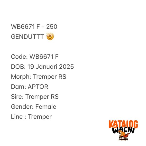 WB6671 F | GENDUTTT 🤯