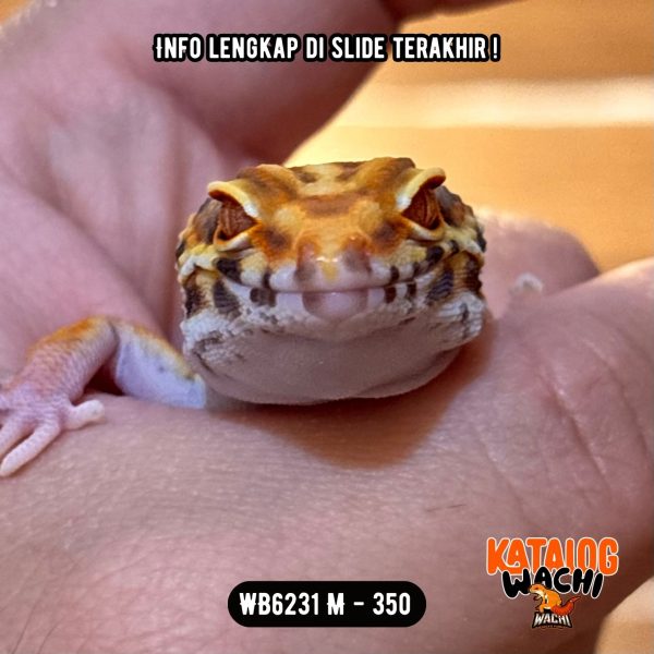 WB6231 M | Menyala-Nyala 🔥🔥🔥