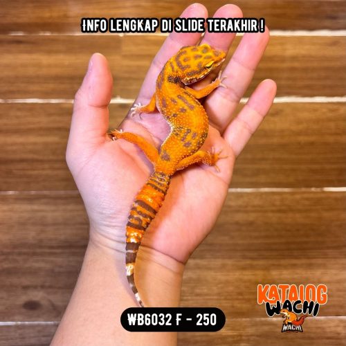 96 WB6032 F | Ovulasi, Siap Kawin 👌🏻