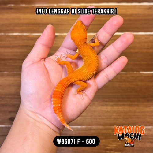 WB6071 F | PEDAS & CAKEP 😍🥵