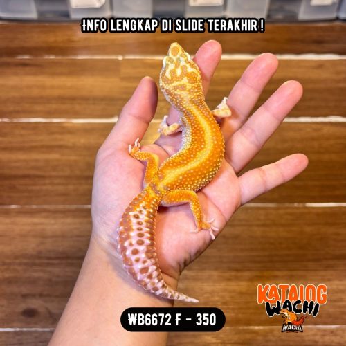 WB6672 F | Gendut Menyala-Nyala 🤗🔥