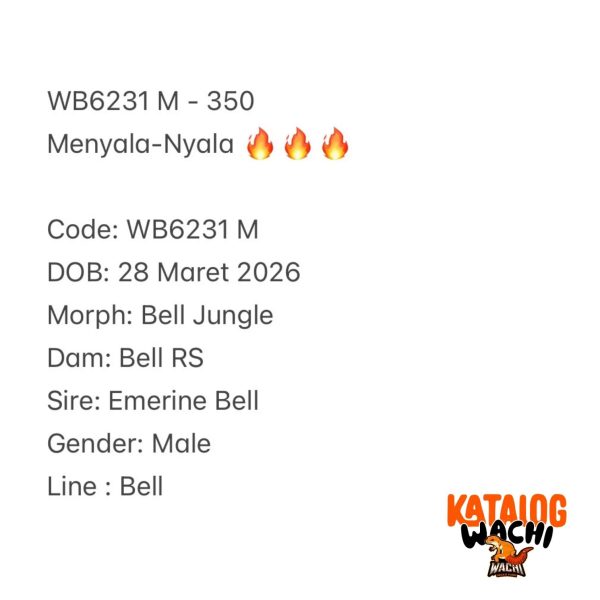 WB6231 M | Menyala-Nyala 🔥🔥🔥