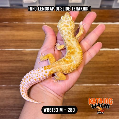 WB6133 M | GEEDEE CUY 🤯