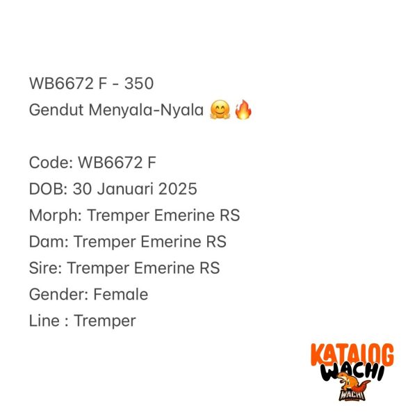WB6672 F | Gendut Menyala-Nyala 🤗🔥