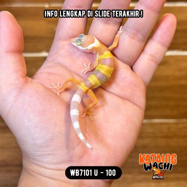 WB7101 U