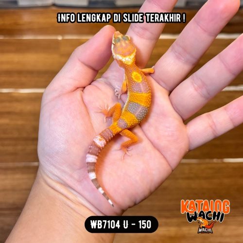 10 WB7104 U | Baby Jeruk 🍊