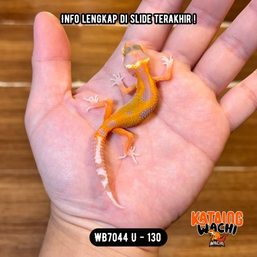10 WB7044 U | Menyala Sejak Dini 🔥