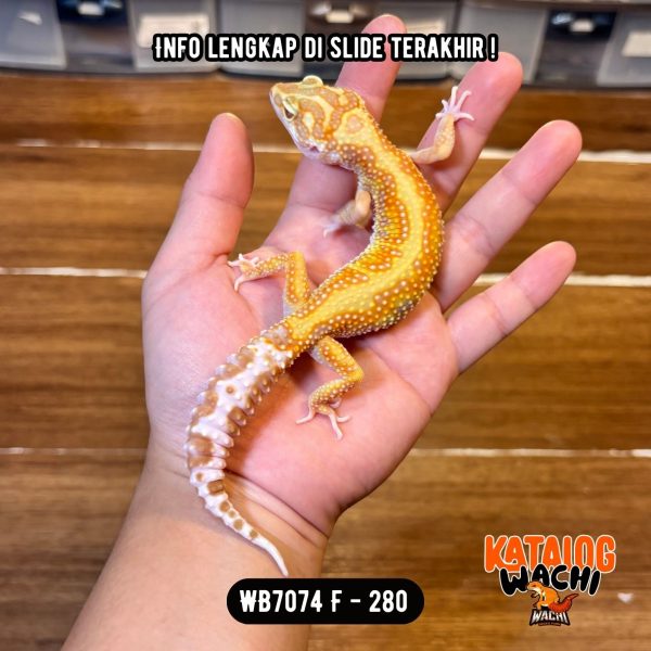 WB7074 F | Pattern Menyala 🔥🔥🔥 Ovulasi, Siap Kawin 👌🏻