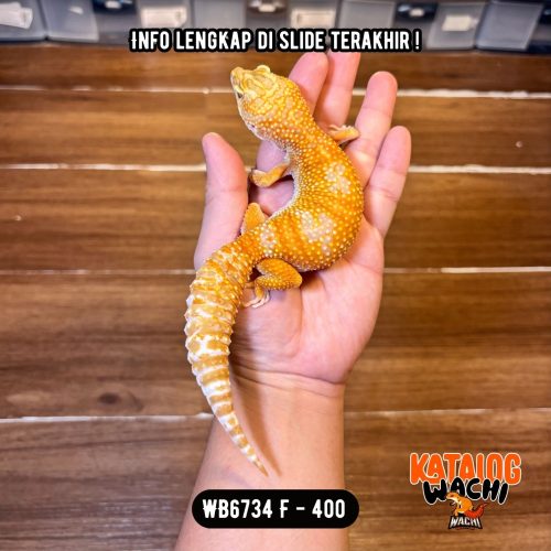 WB6734 F | Jeruk OBESITAS 😭🍊