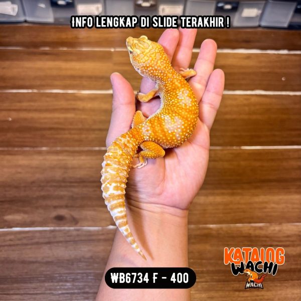 WB6734 F | Jeruk OBESITAS 😭🍊