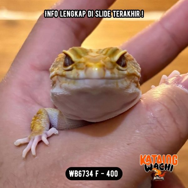WB6734 F | Jeruk OBESITAS 😭🍊