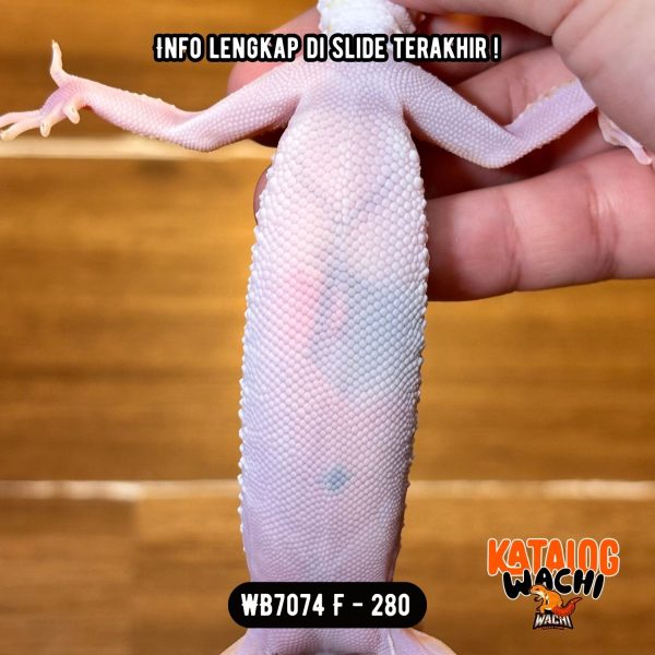 WB7074 F | Pattern Menyala 🔥🔥🔥 Ovulasi, Siap Kawin 👌🏻