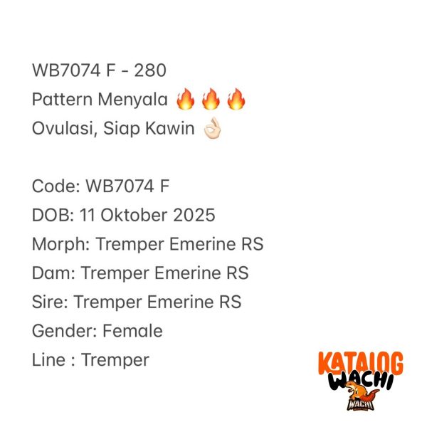 WB7074 F | Pattern Menyala 🔥🔥🔥 Ovulasi, Siap Kawin 👌🏻