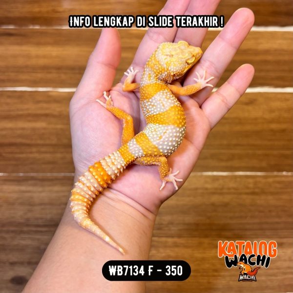 WB7134 F | Jeruk Lavender 🧡🤍