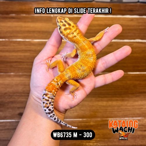 WB6735 M | Warna CIAMIK ❤️🧡💚