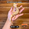 WB7036 F | Ovulasi, Siap Kawin 👌🏻