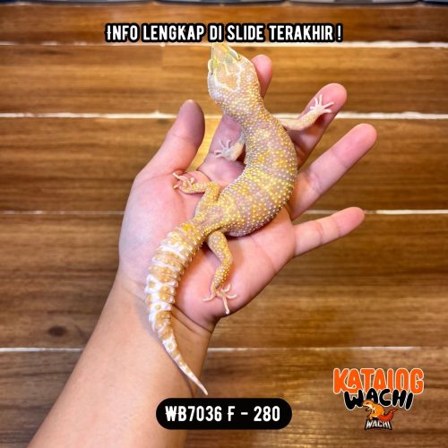 107 WB7036 F | Ovulasi, Siap Kawin 👌🏻