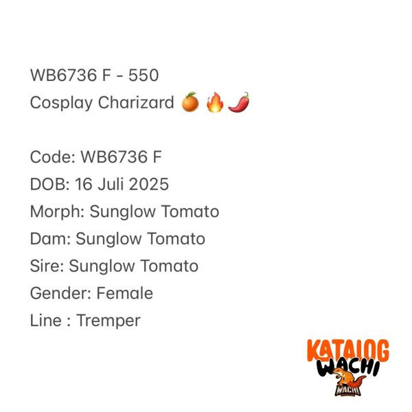 WB6735 M | Warna CIAMIK ❤️🧡💚