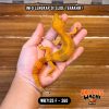 WB7135 F | Jeruk Burik 🧡🖤